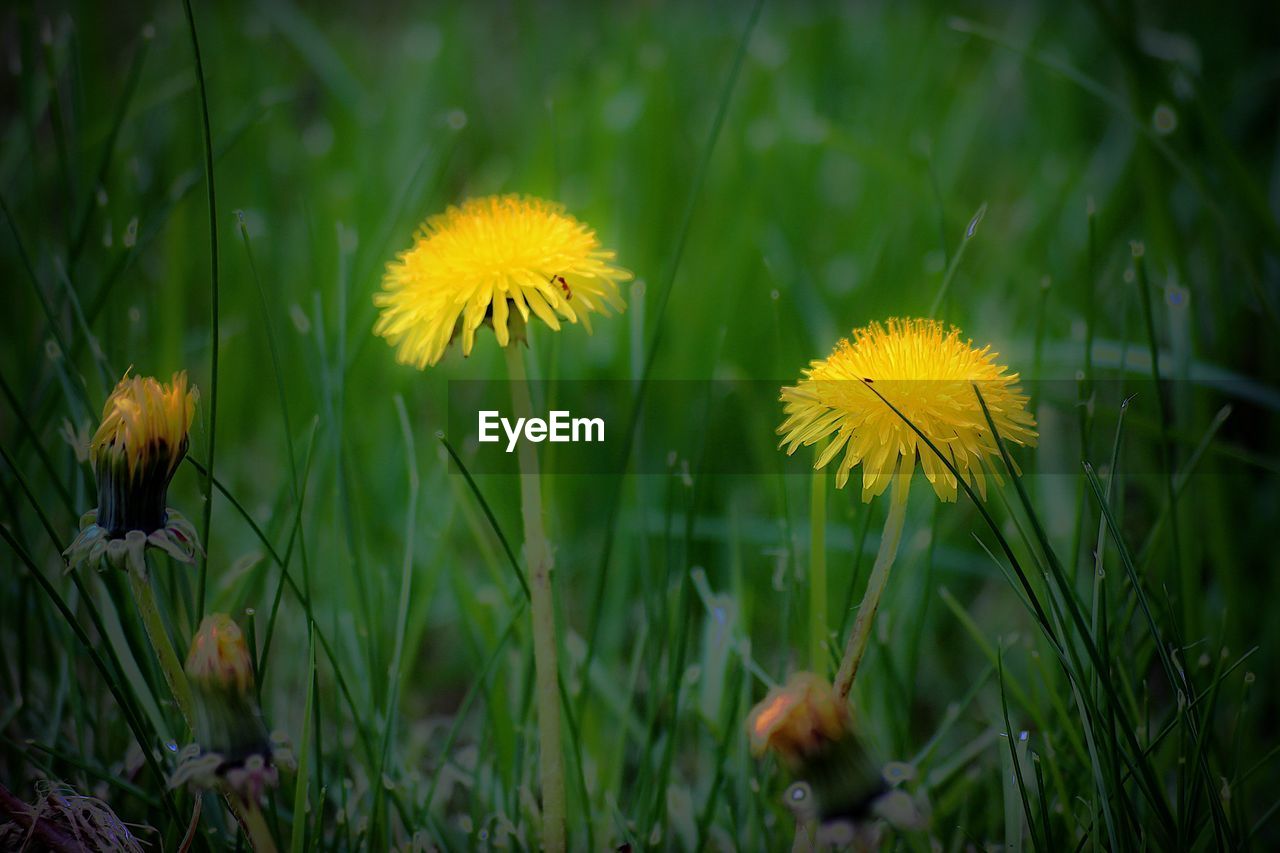 CLOSE-UP OF YELLOW DANDELION FLOWER