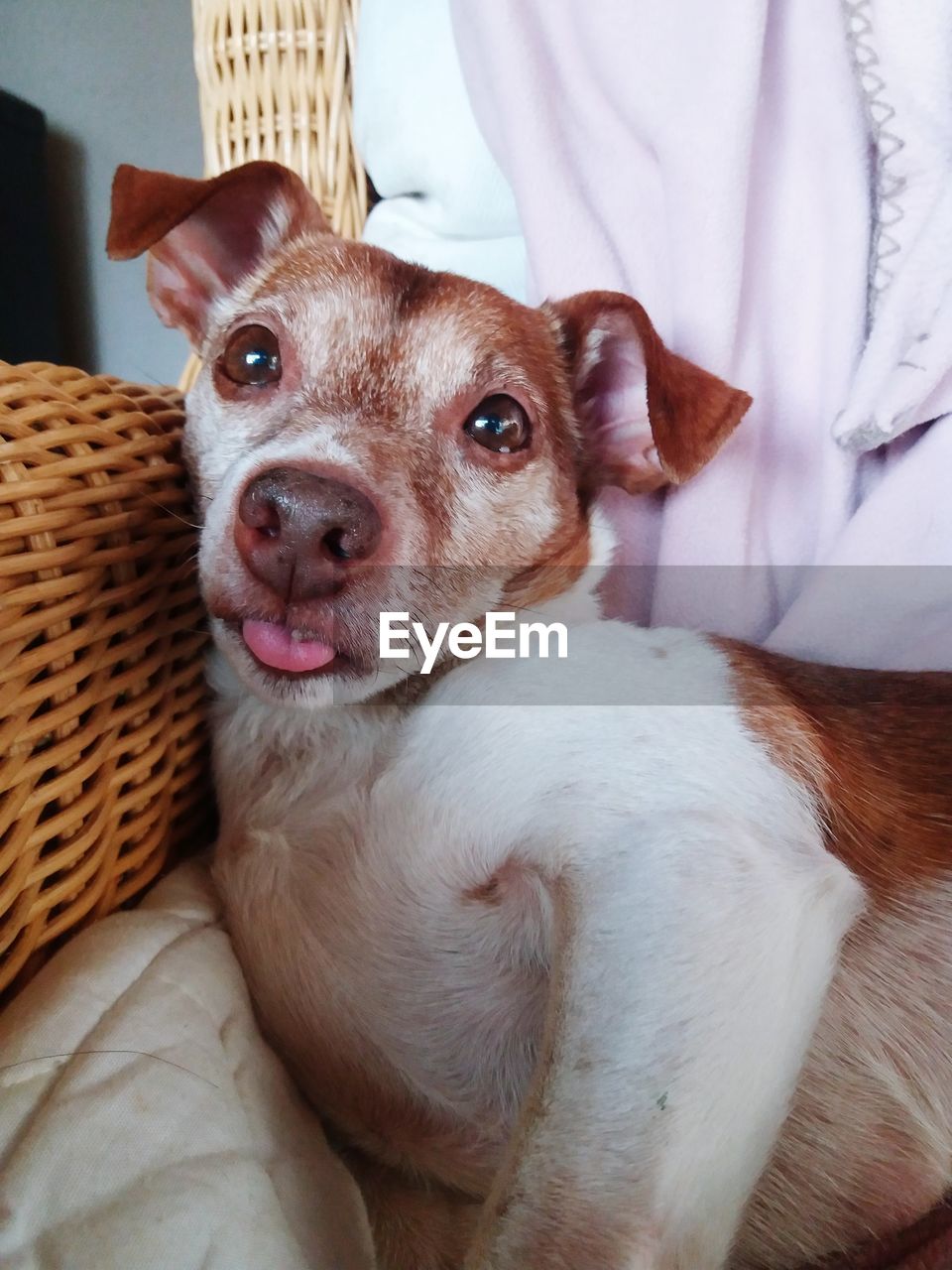 PORTRAIT OF DOG RESTING ON BASKET AT HOME