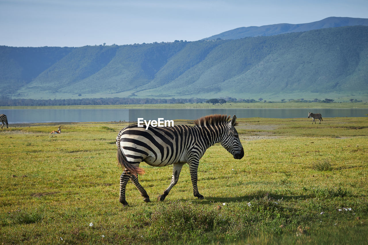 Zebra crossing in a field