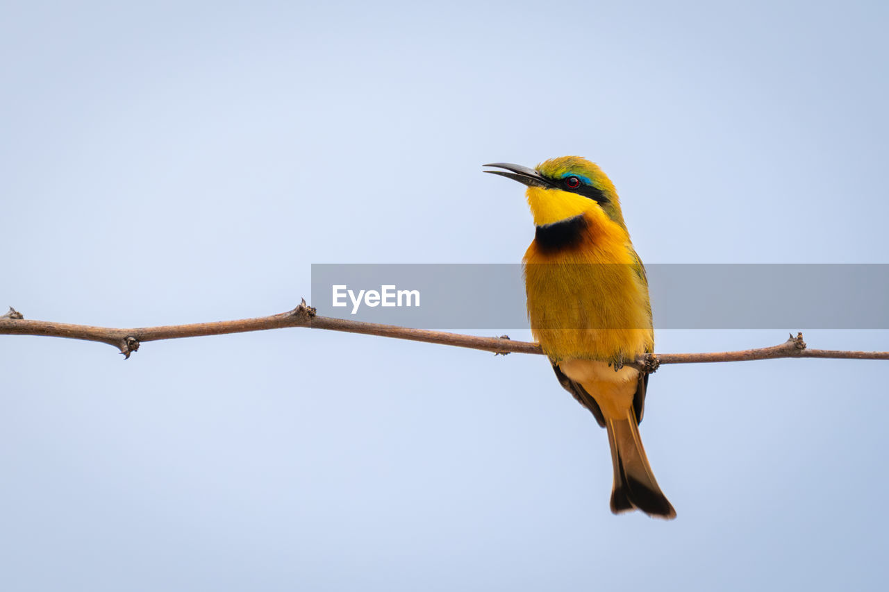 low angle view of bird perching on branch