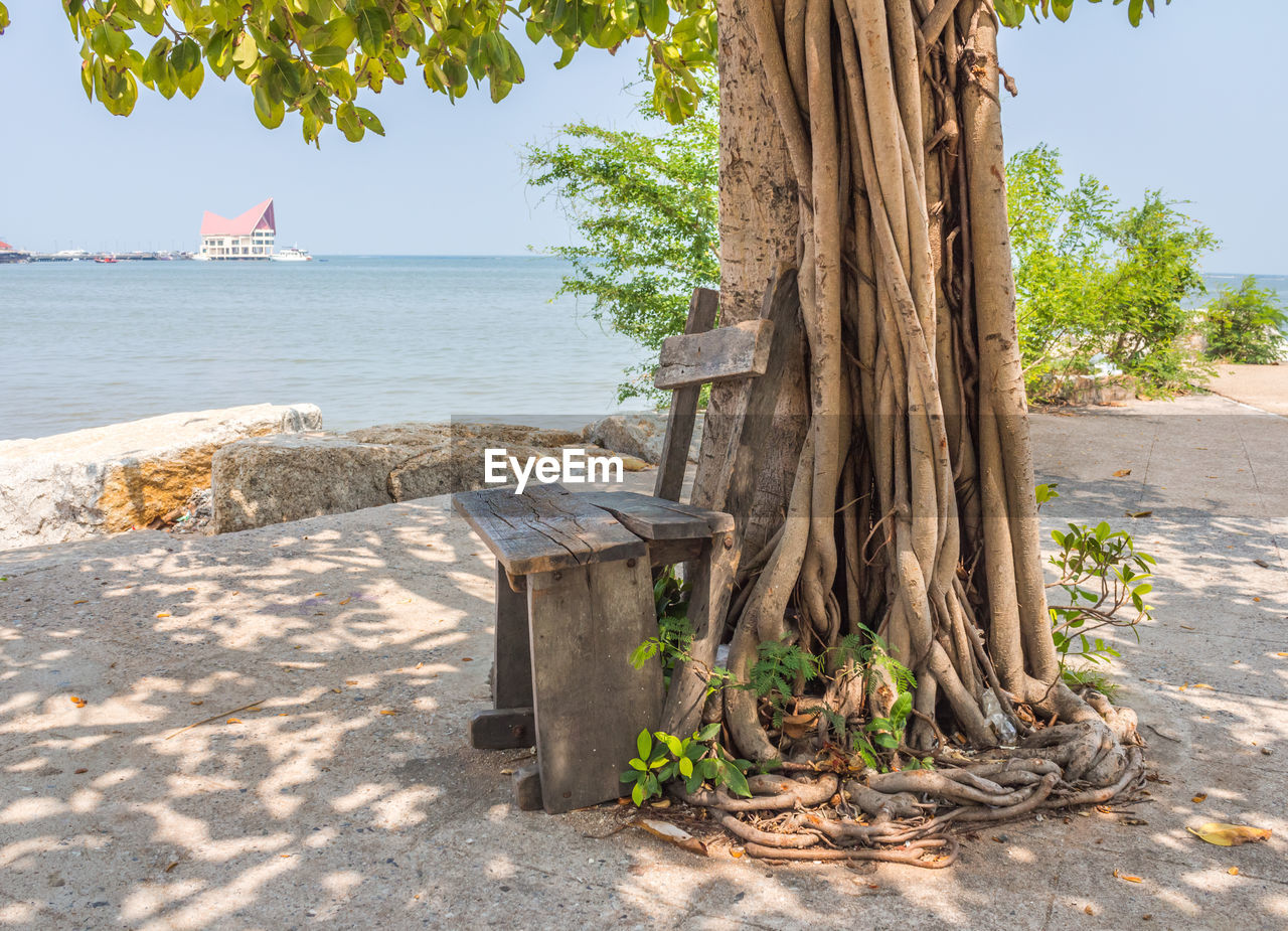 TREE TRUNK BY SEA