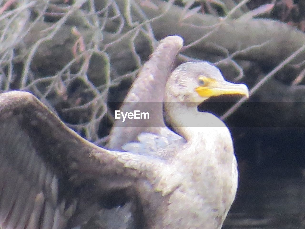 CLOSE-UP OF A BIRD