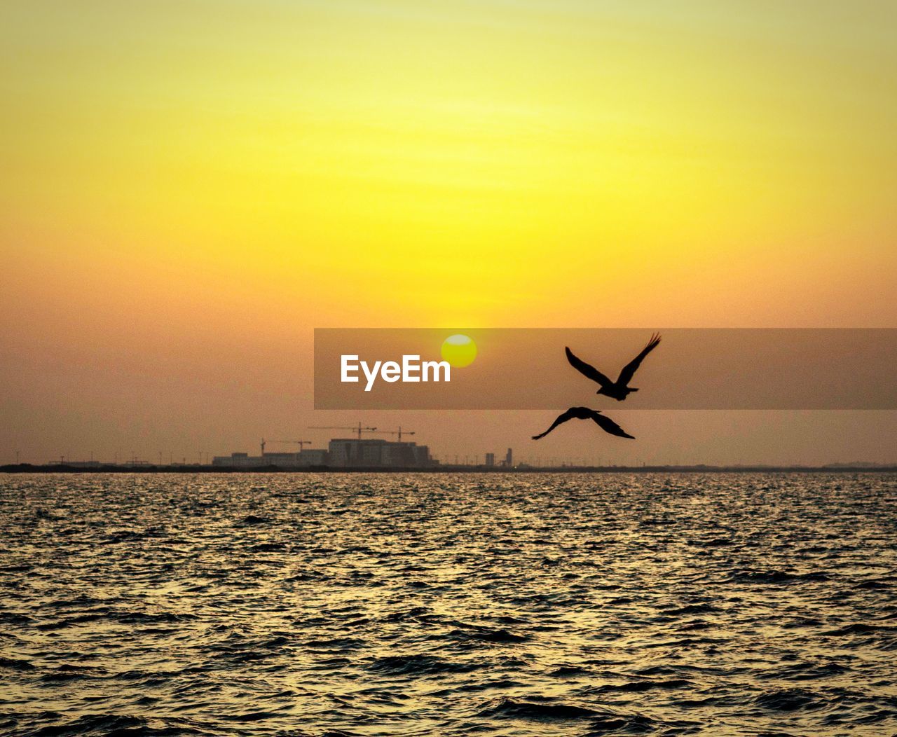 SILHOUETTE OF BIRD FLYING OVER SEA