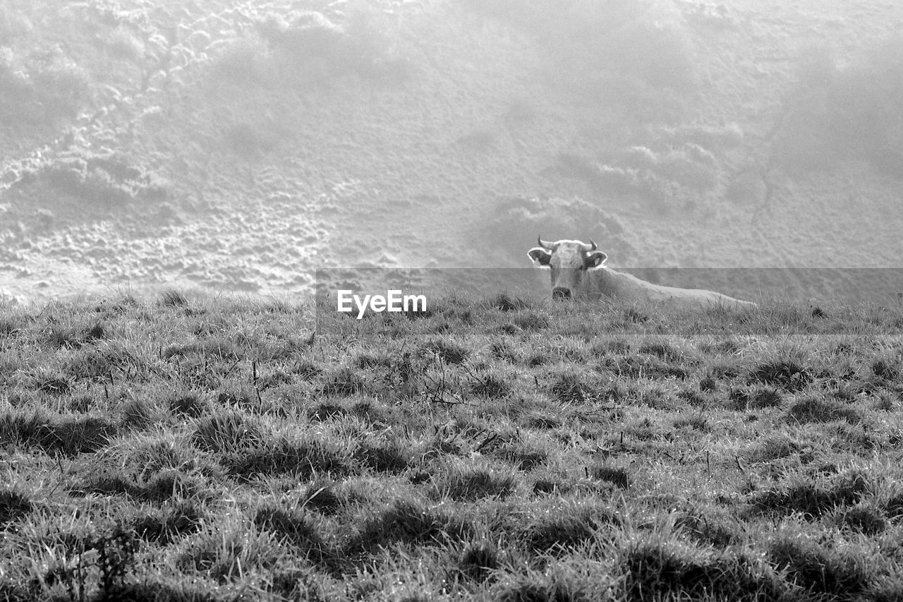 Cow peaking over the ridge