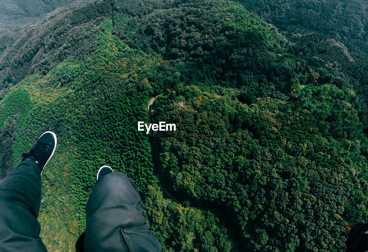 High angle view of forest