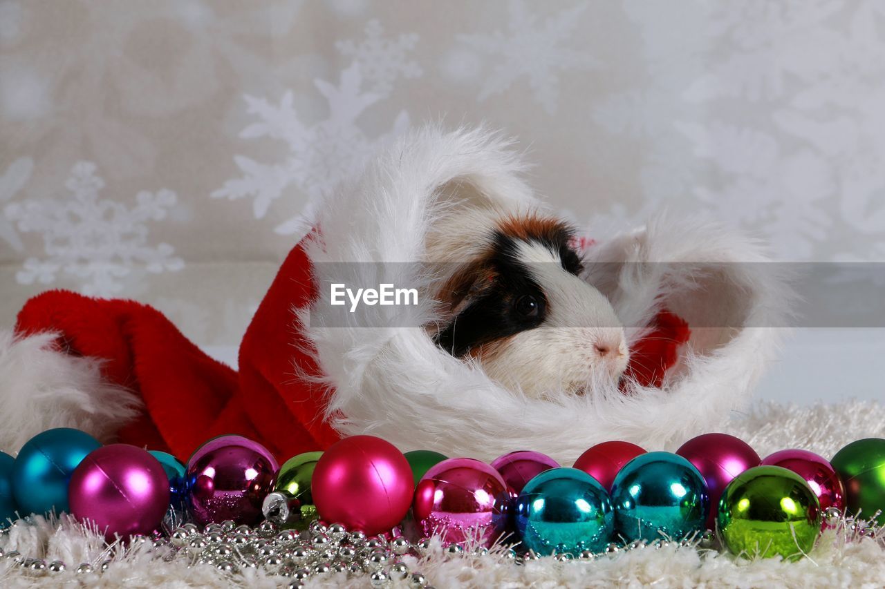 CLOSE-UP OF CHRISTMAS DECORATIONS ON TREE