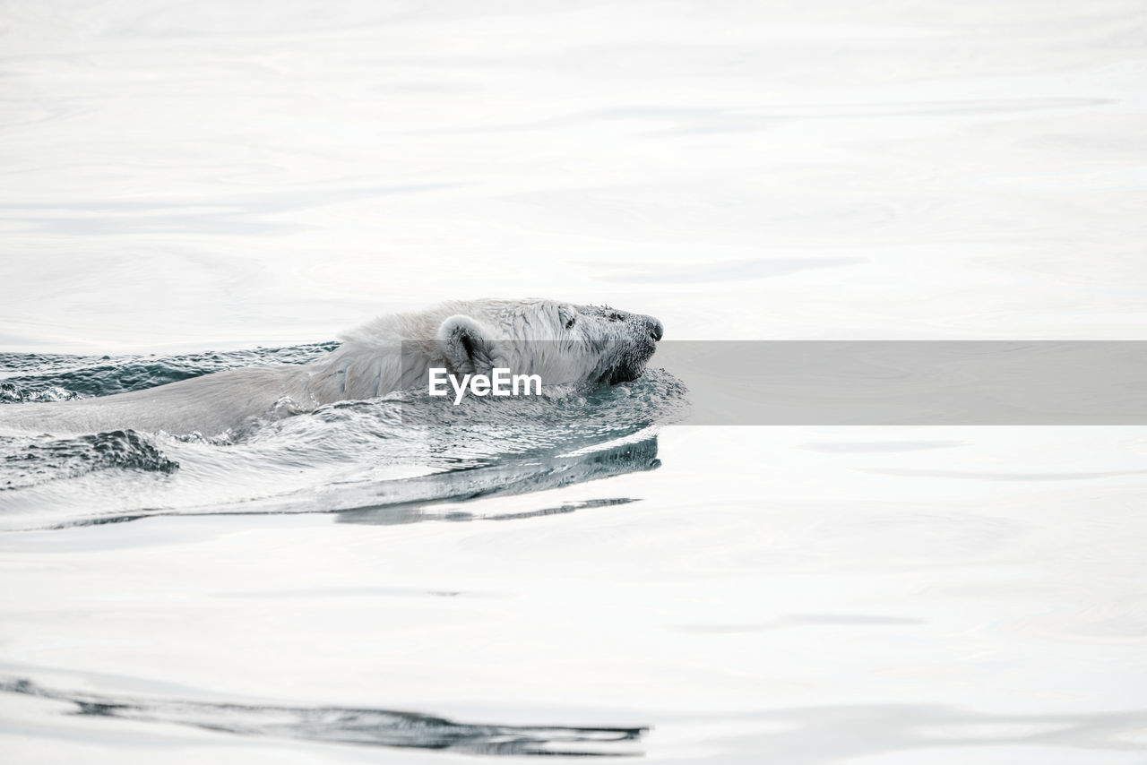 High angle view of polar bear swimming in sea