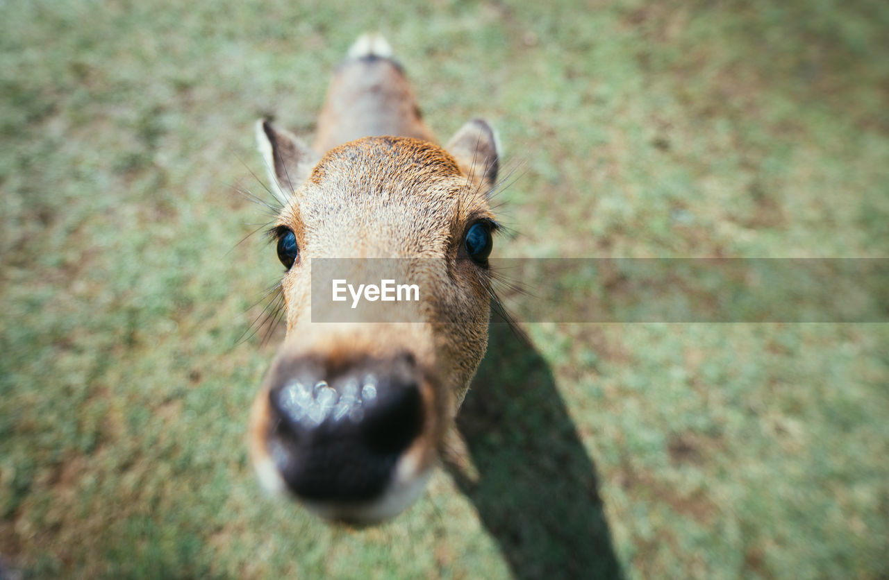 HIGH ANGLE PORTRAIT OF A HORSE