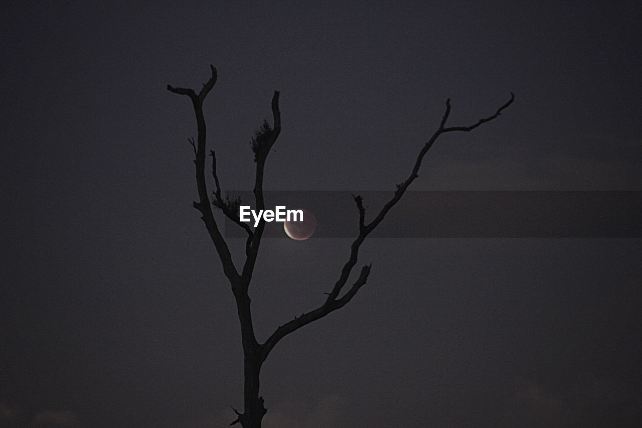 Low angle view of tree against sky