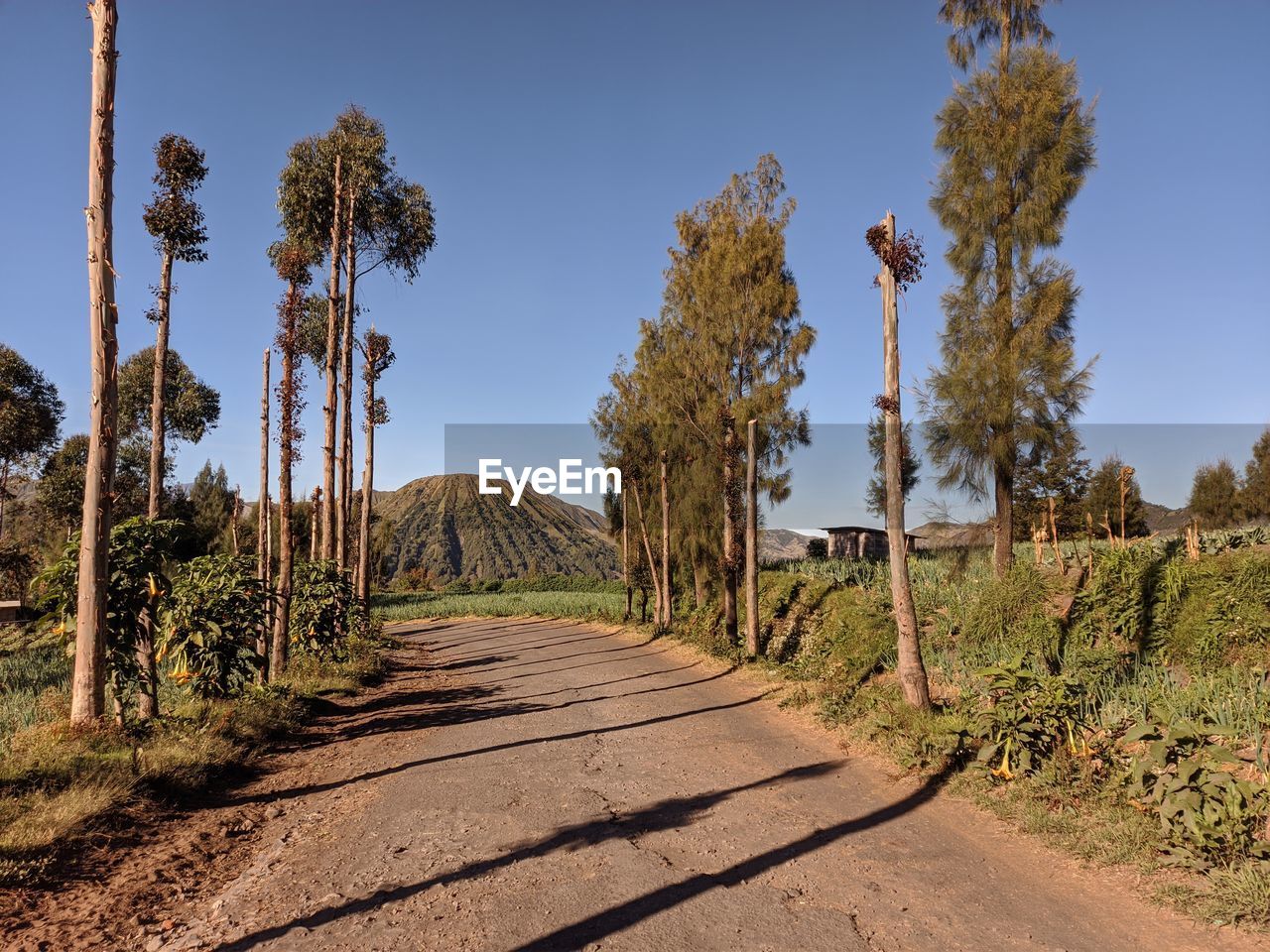 Road amidst trees against sky