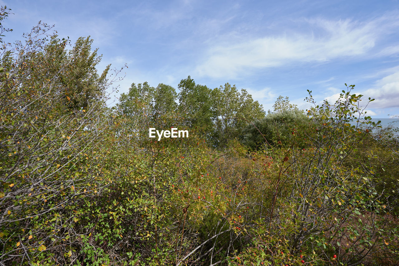 PLANTS GROWING ON LAND