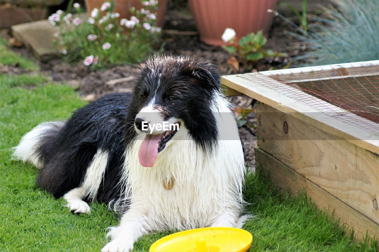 CLOSE-UP OF A DOG ON GRASS