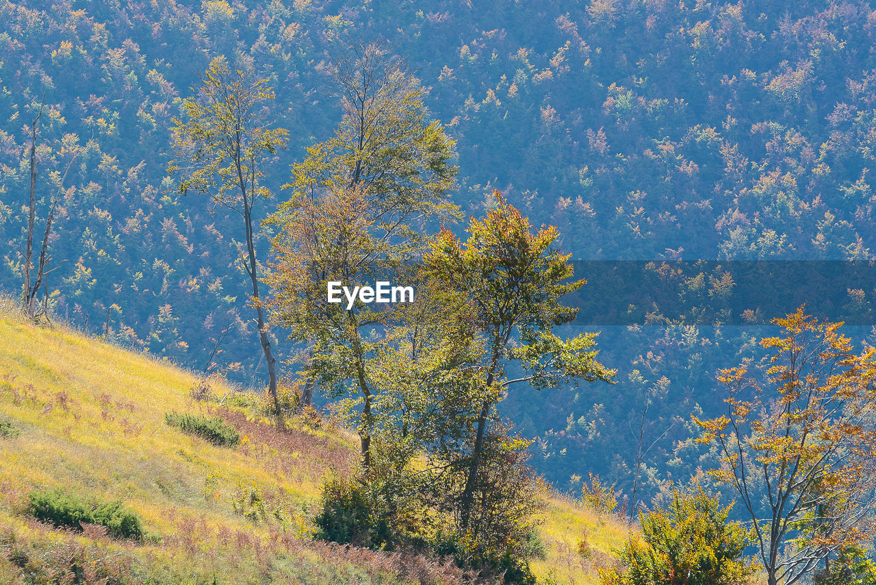 Trees in forest during autumn