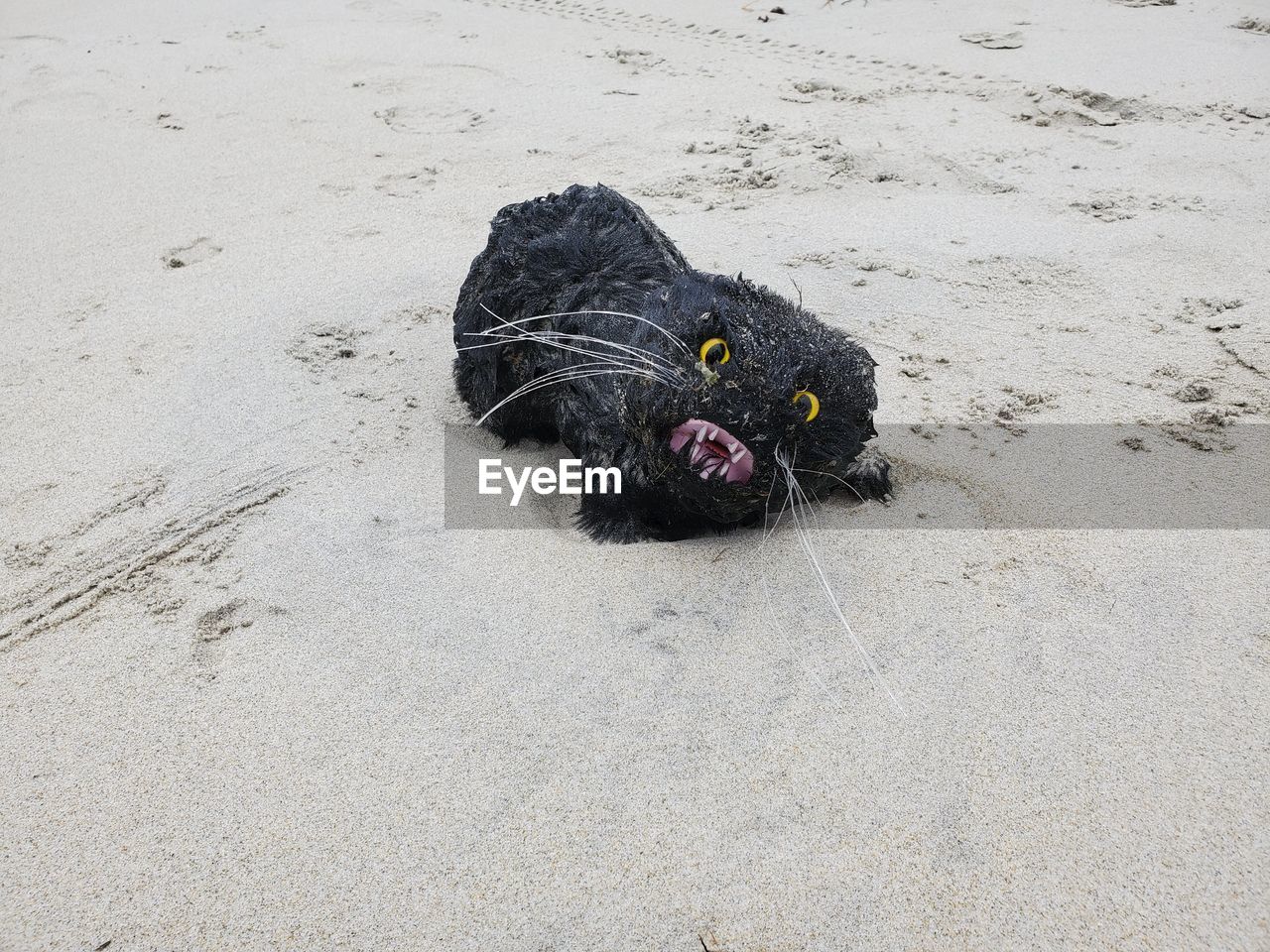 High angle view of toy cat on sand