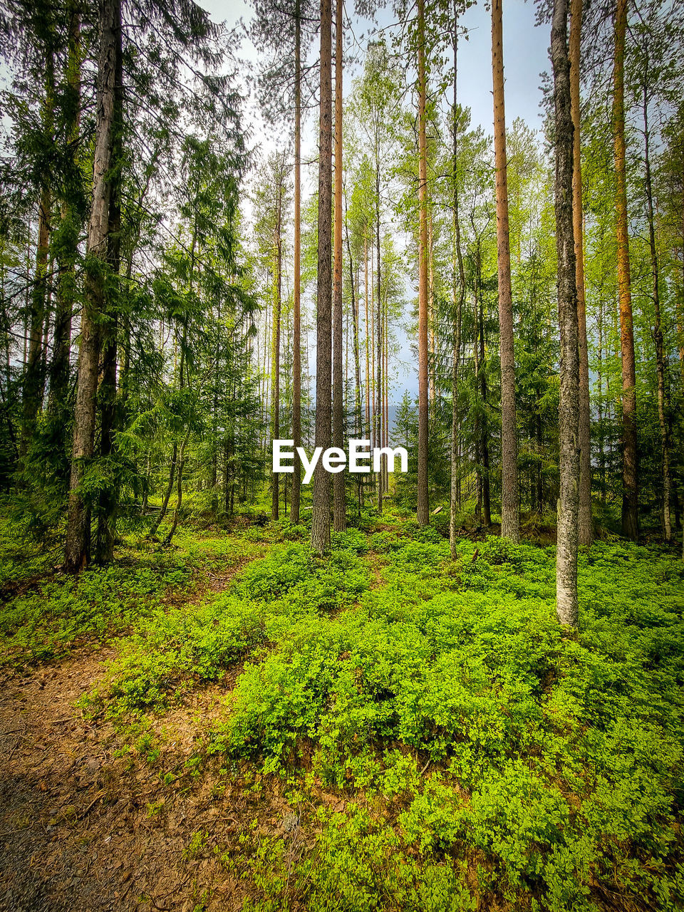 Trees in forest