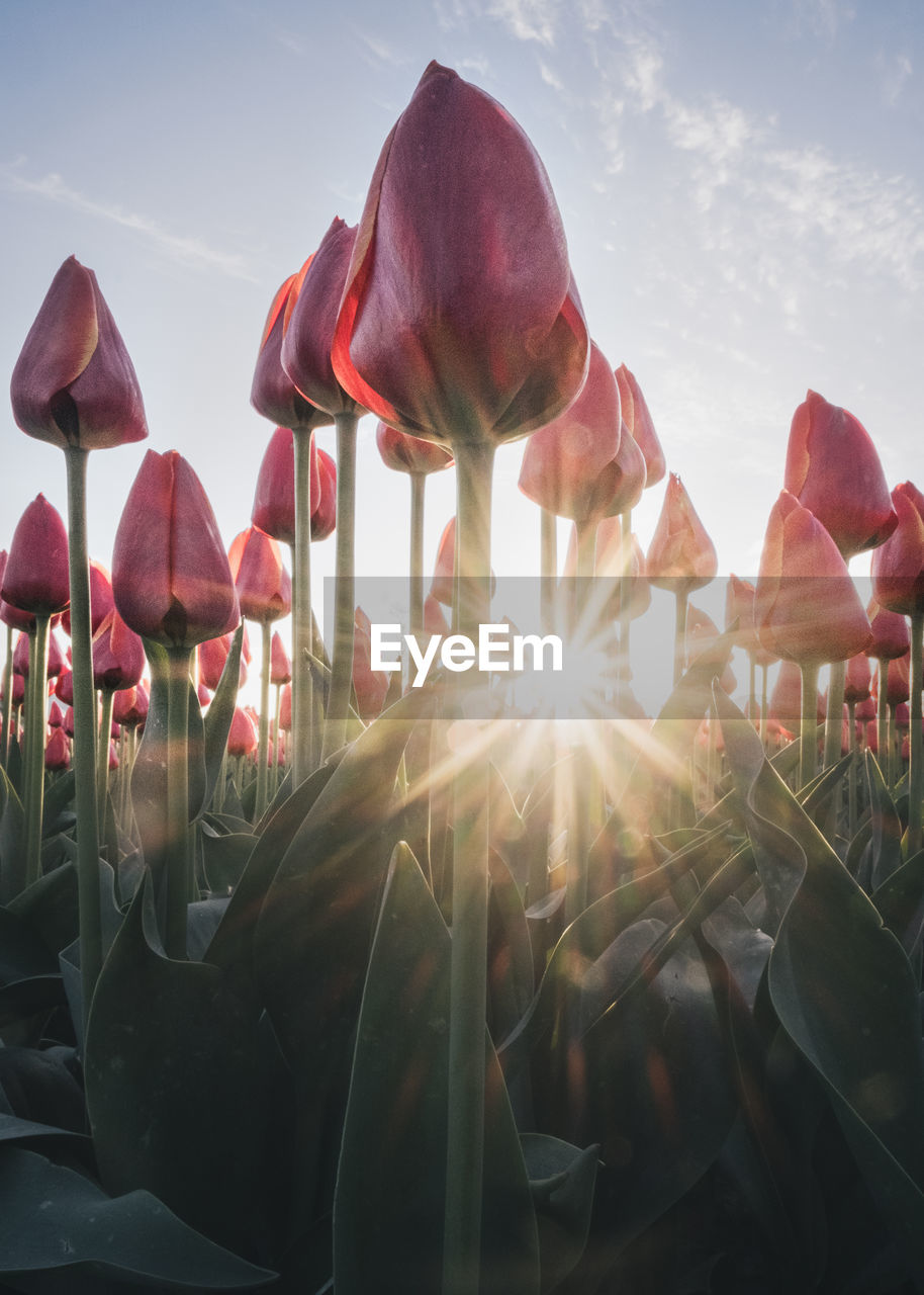 CLOSE-UP OF FLOWERING PLANTS AGAINST SKY DURING SUNSET