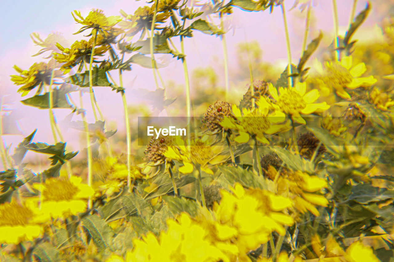 yellow, plant, beauty in nature, flower, nature, flowering plant, growth, freshness, leaf, no people, plant part, sunlight, rapeseed, meadow, close-up, outdoors, landscape, tree, day, land, sky, environment, wildflower, vibrant color, green, springtime, tranquility, field, agriculture, selective focus, branch, summer, autumn, rural scene, focus on foreground, fragility, blossom