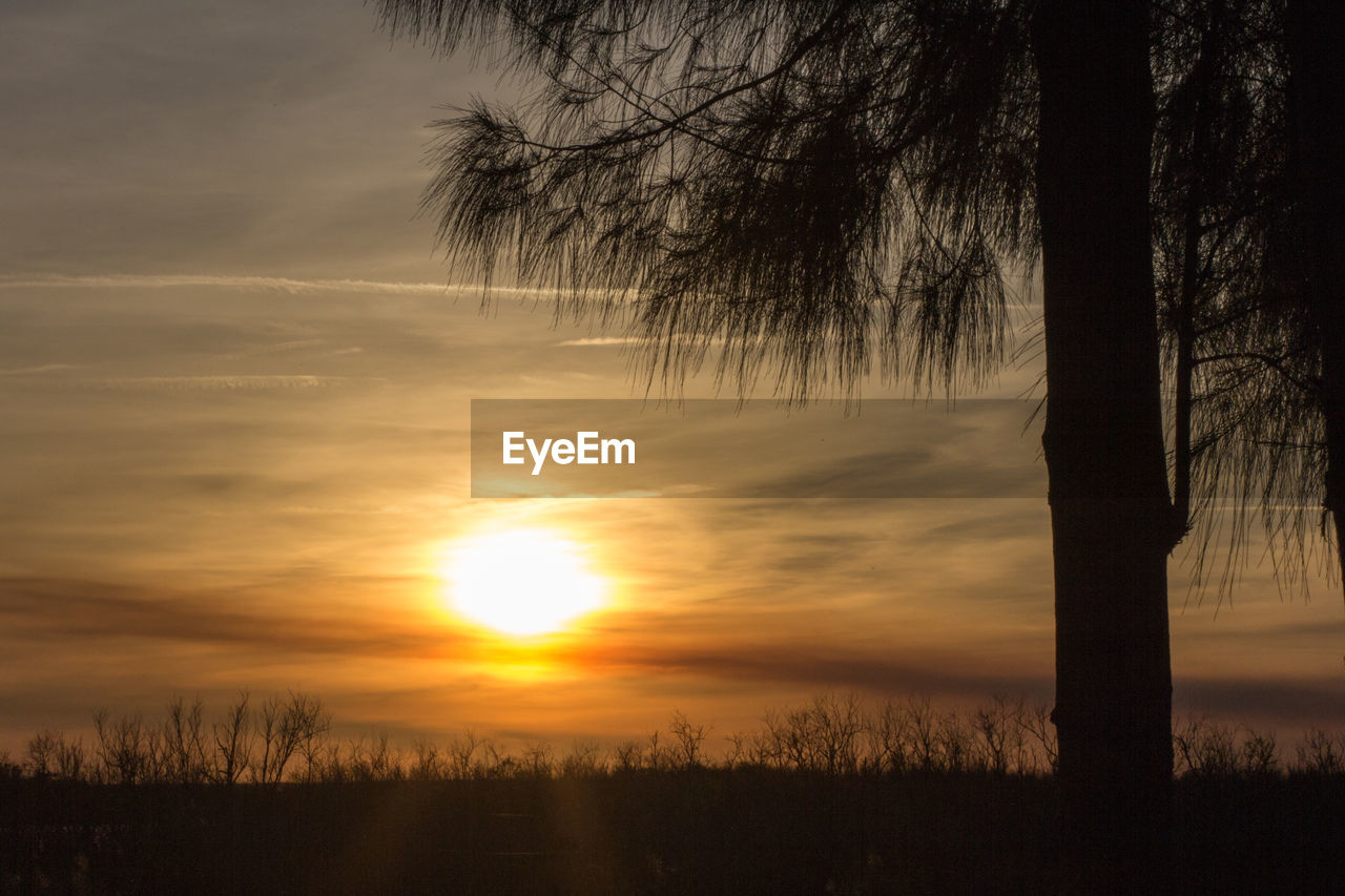 SILHOUETTE TREES AGAINST ORANGE SKY