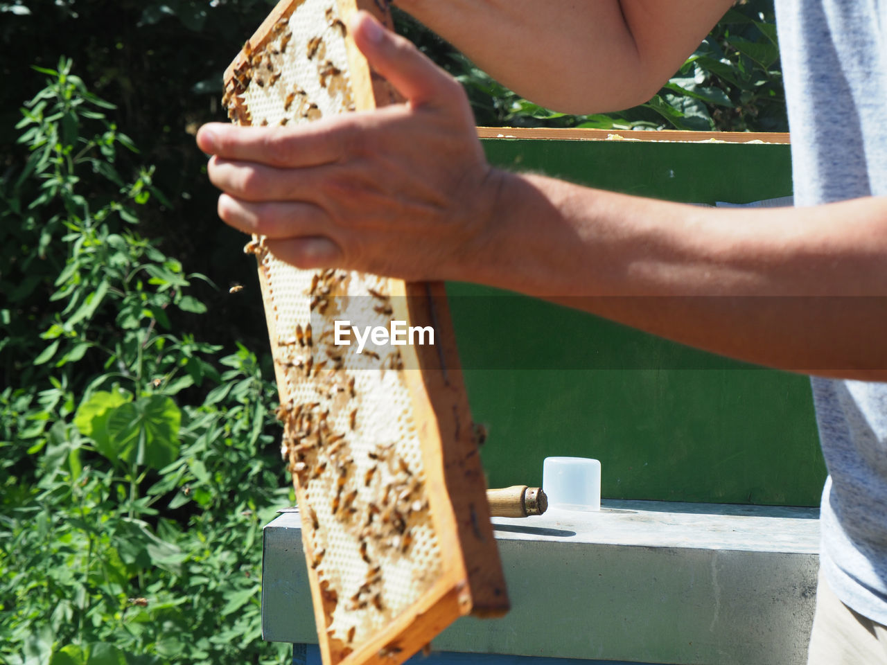 bee, insect, beehive, honeycomb, one person, beekeeper, apiary, plant, holding, nature, adult, animal, hand, day, food, growth, agriculture, food and drink, apiculture, outdoors, close-up, midsection, organic, occupation, sunlight, animal themes