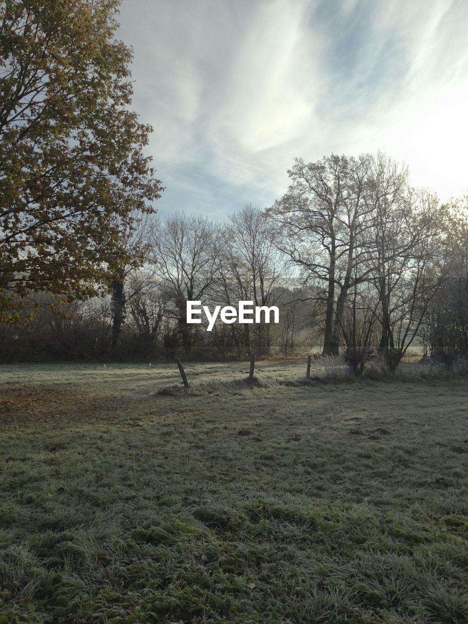 VIEW OF BARE TREES ON FIELD