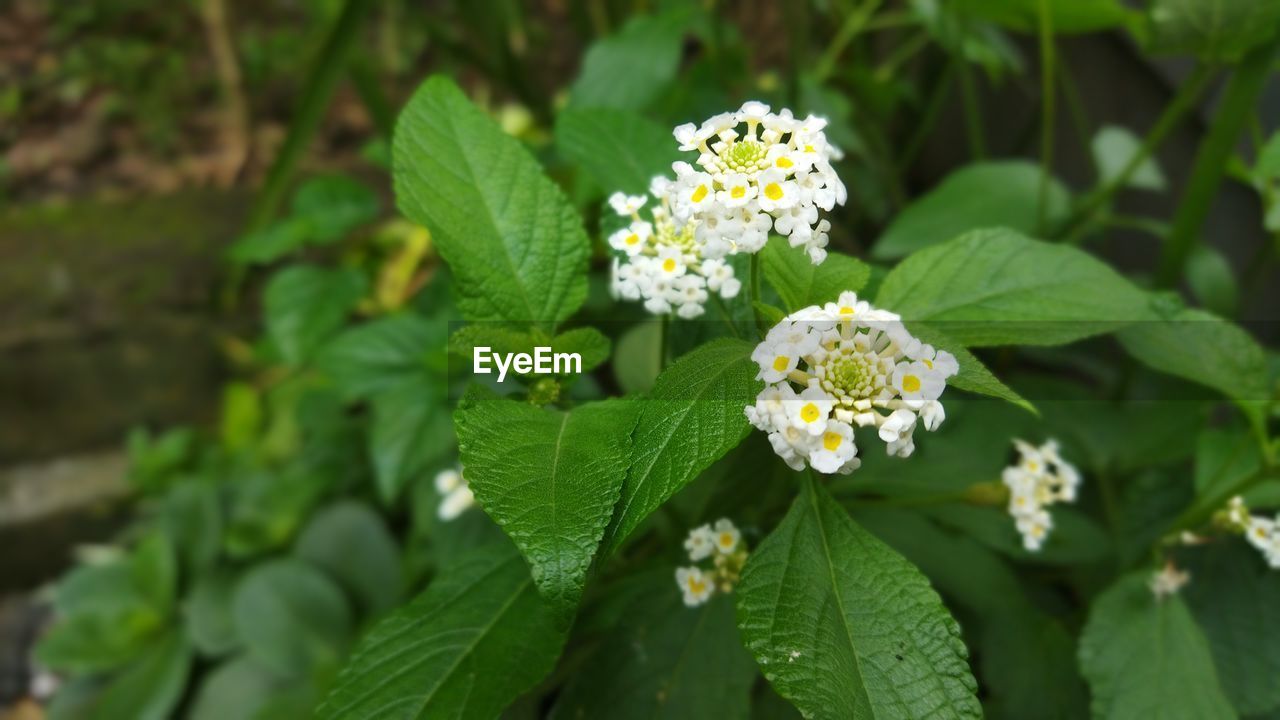 CLOSE-UP OF WHITE FLOWERS ON PLANT