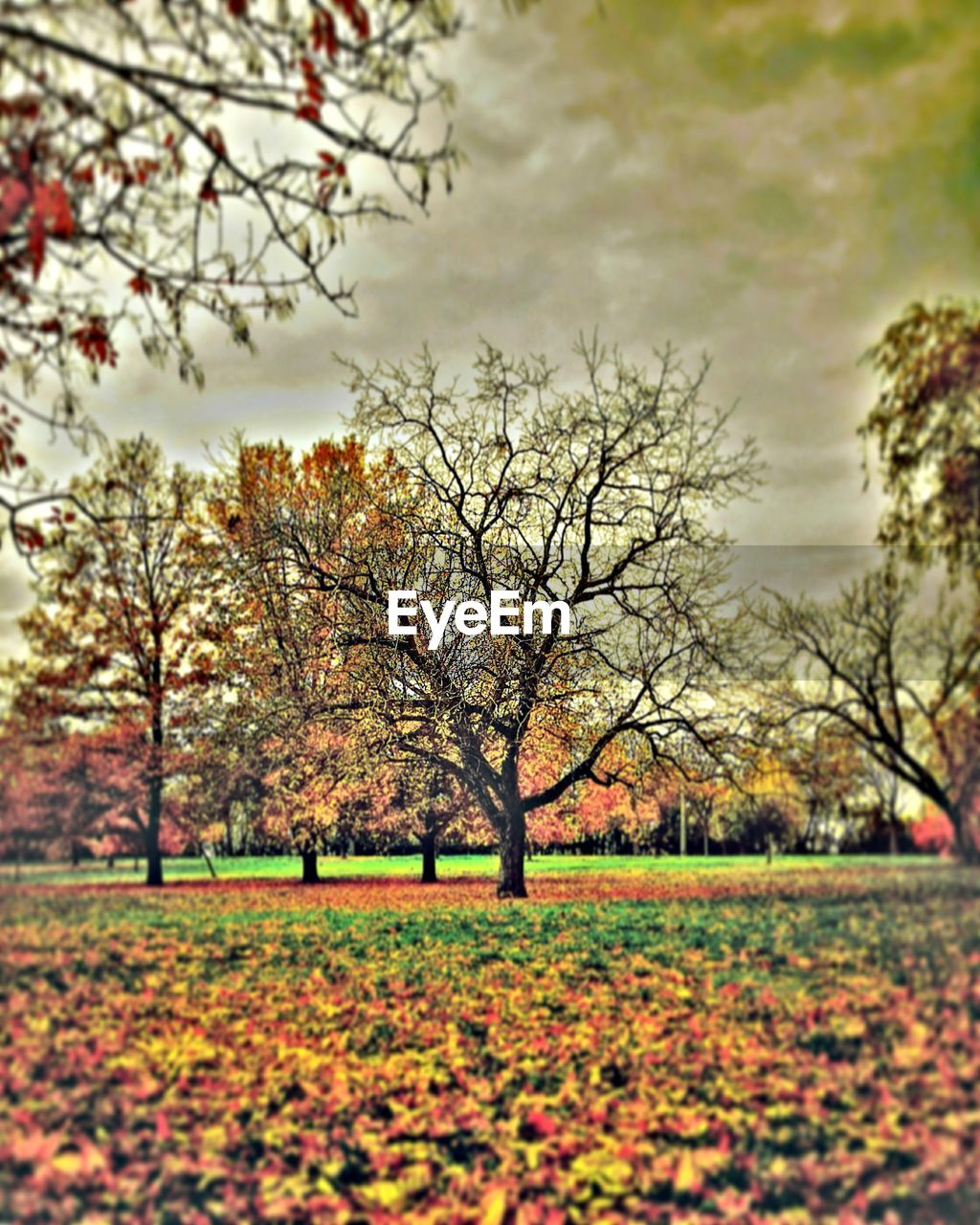 BARE TREES ON FIELD DURING AUTUMN