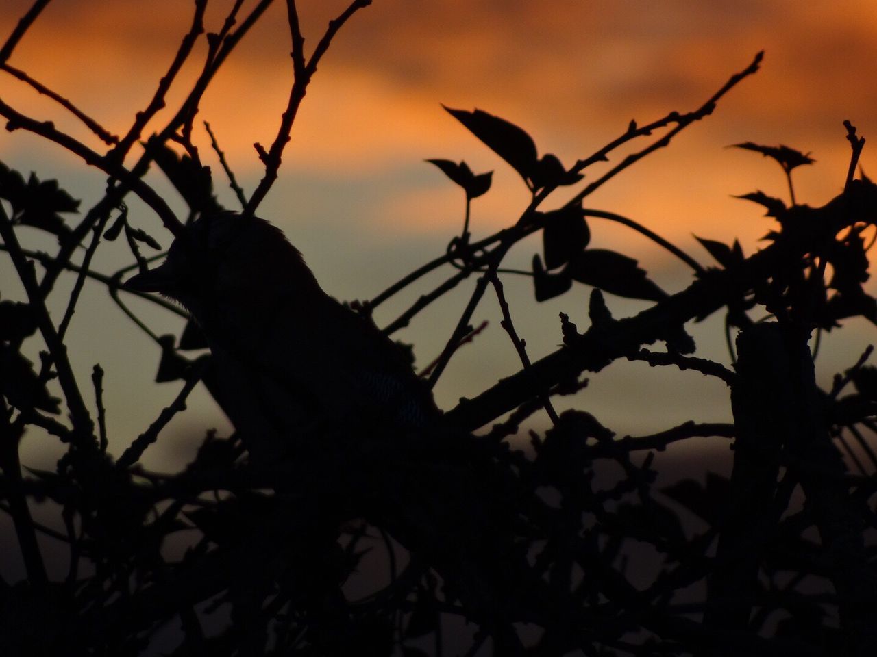 LOW ANGLE VIEW OF SILHOUETTE PLANTS AGAINST SKY