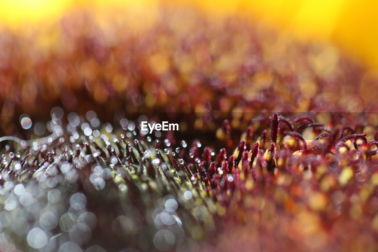 Close-up of wet pollen