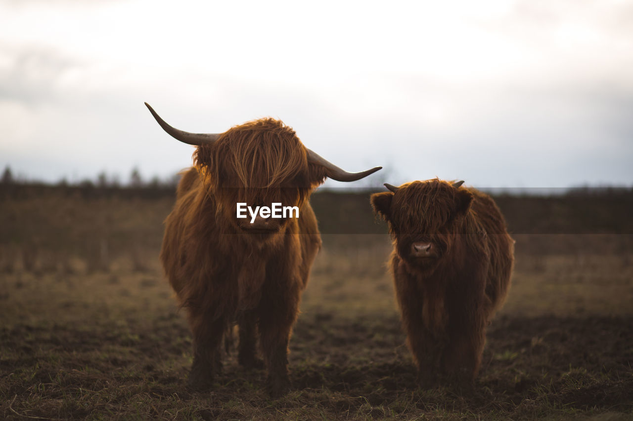 COWS STANDING ON FIELD