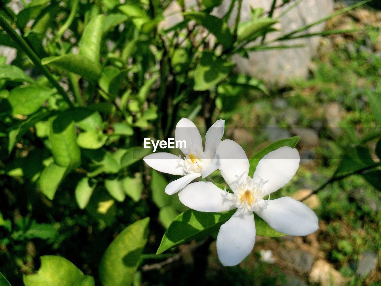 Close-up of white flowers blooming outdoors