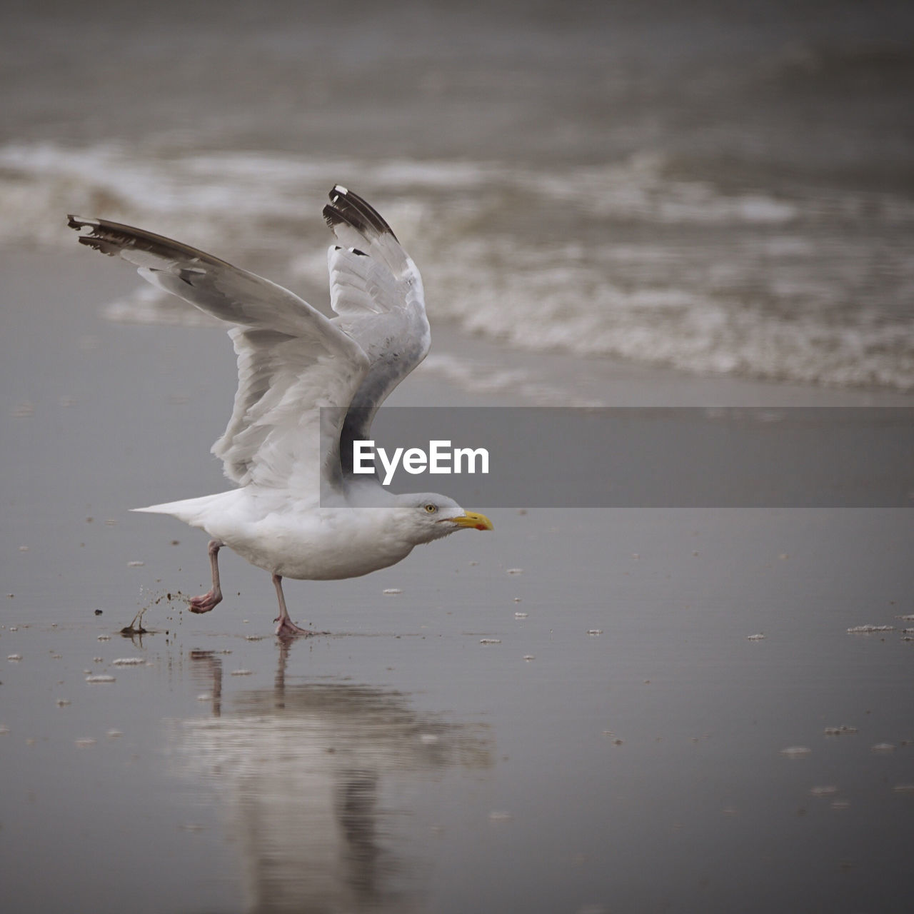 SEAGULLS FLYING OVER SEA