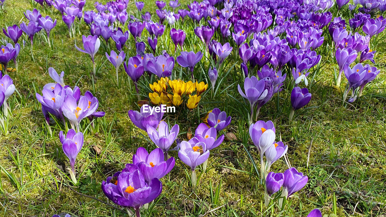 flowering plant, plant, flower, purple, beauty in nature, freshness, crocus, fragility, growth, field, land, iris, nature, petal, inflorescence, flower head, close-up, no people, day, high angle view, springtime, meadow, wildflower, grass, outdoors, botany, green, blossom