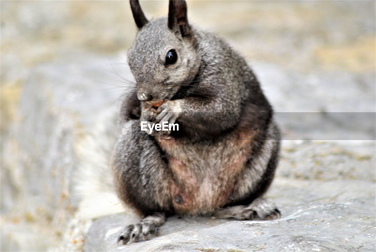 CLOSE-UP OF SQUIRREL EATING FOOD OUTDOORS