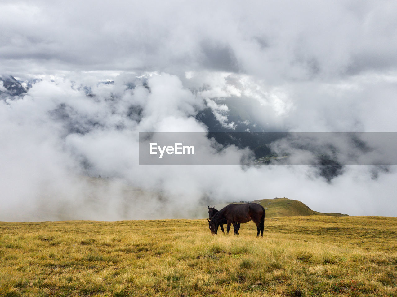 Wild horses in dense fog in autumn on the mountainside