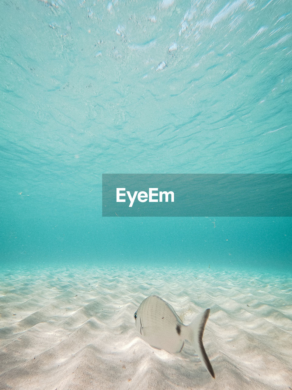 Close-up of fish swimming in sea