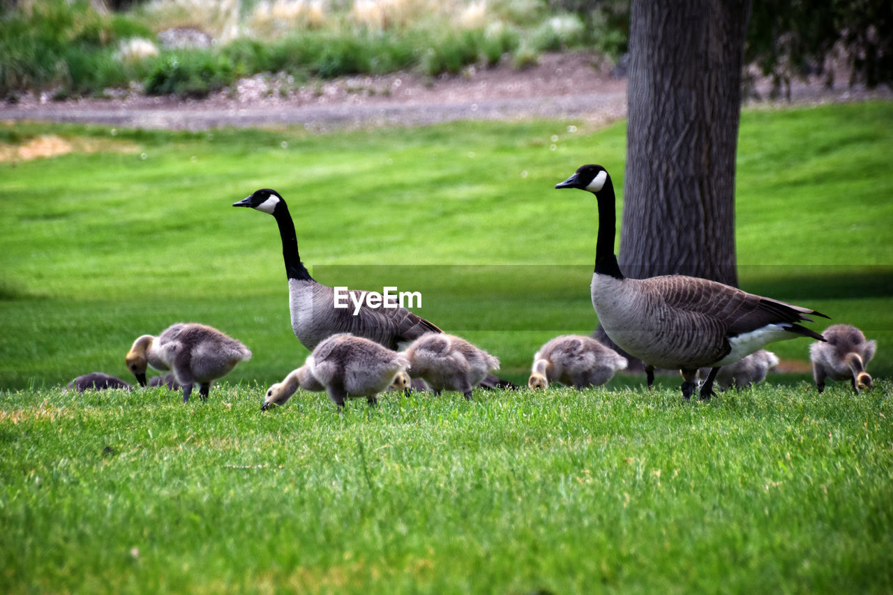grass, animal themes, animal, ducks, geese and swans, water bird, bird, plant, group of animals, wildlife, nature, animal wildlife, goose, duck, green, canada goose, no people, field, lawn, land, swan, day, young animal, gosling, outdoors, tree, selective focus