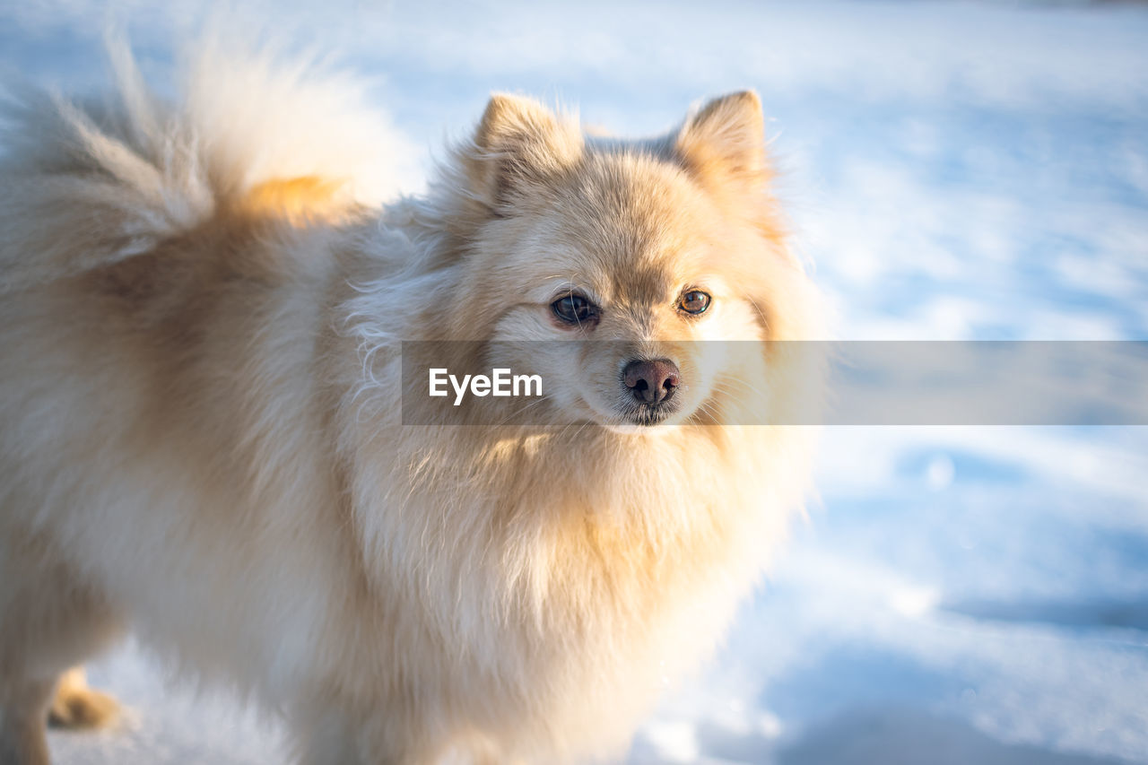 Spitz dog close-up against a background of snow