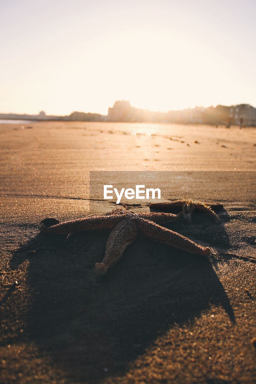 CLOSE-UP OF TURTLE ON SHORE