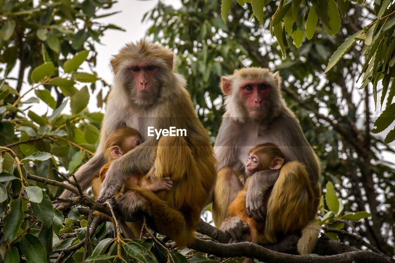 Portrait of monkey family sitting on tree