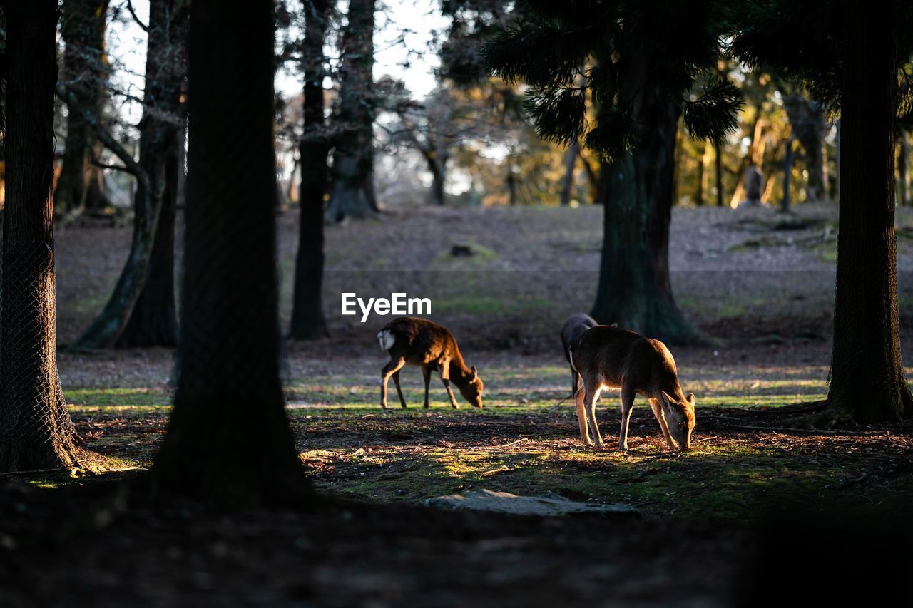 HORSES ON FIELD