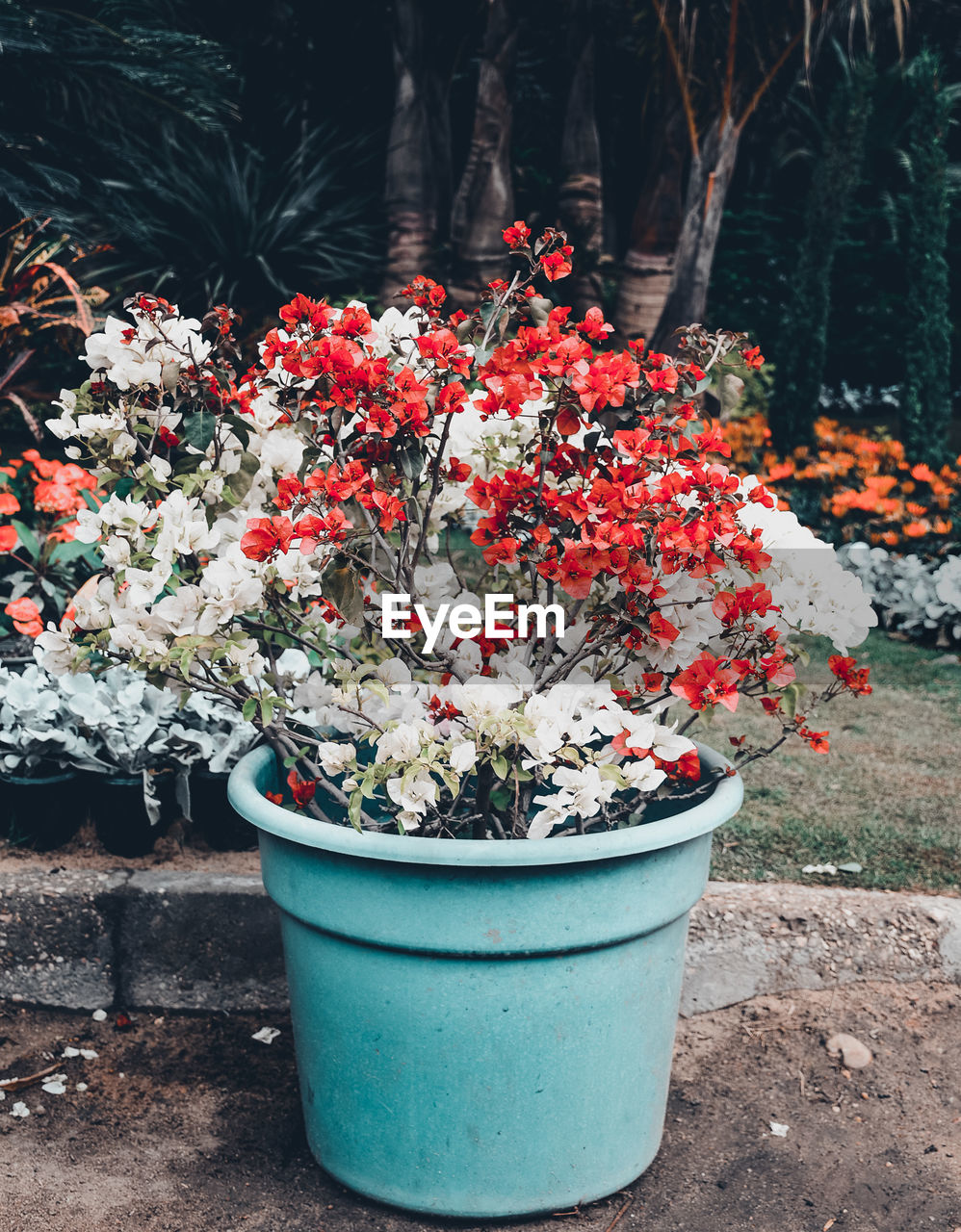 Flowers on potted plant