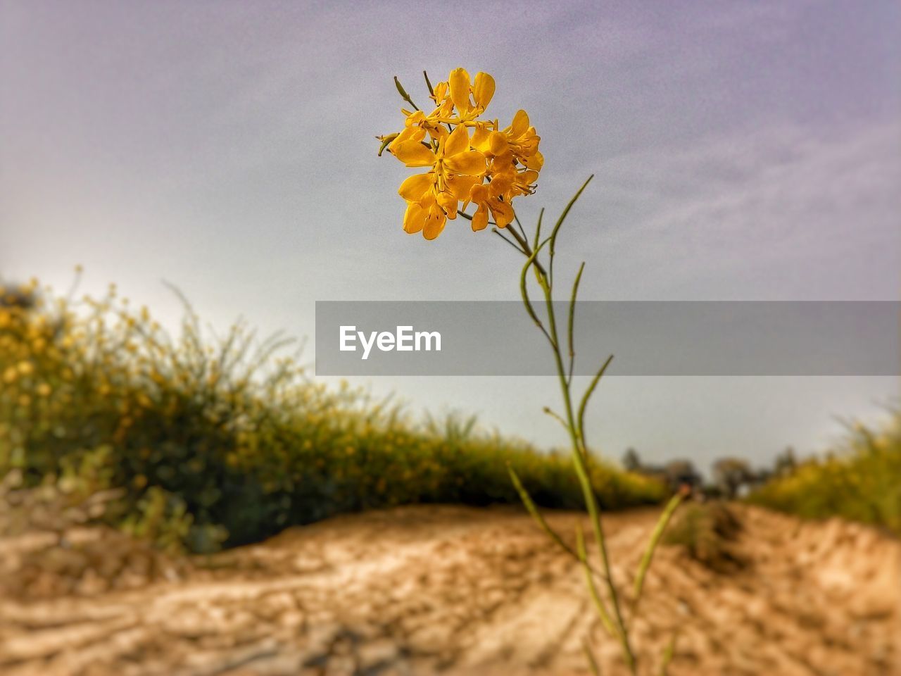 Close-up of flowers growing in field