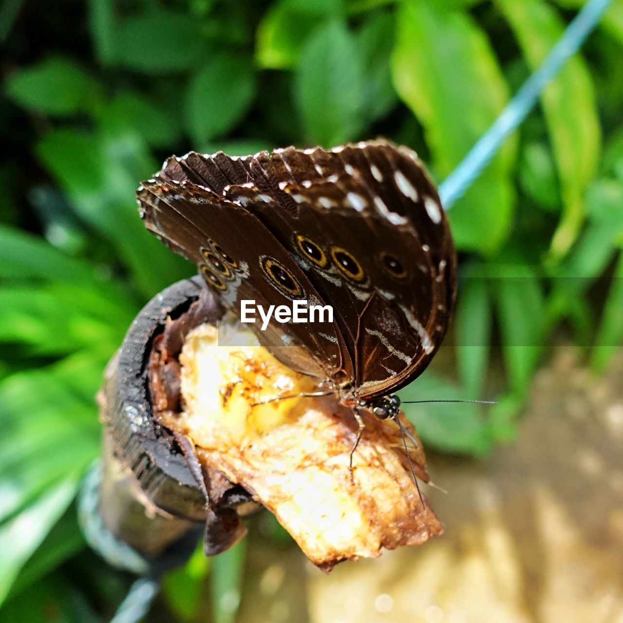 CLOSE-UP OF BUTTERFLY ON A PLANT