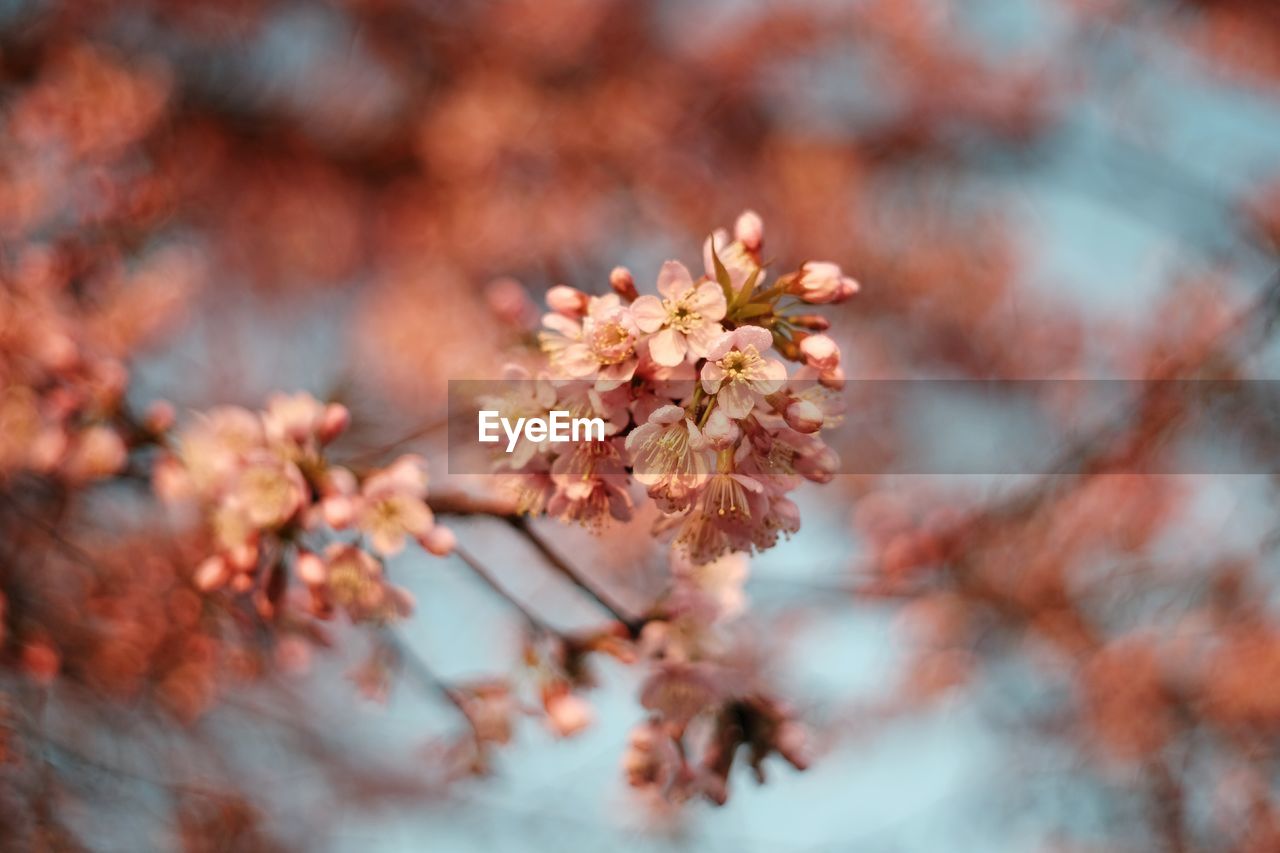 Close-up of cherry blossom tree