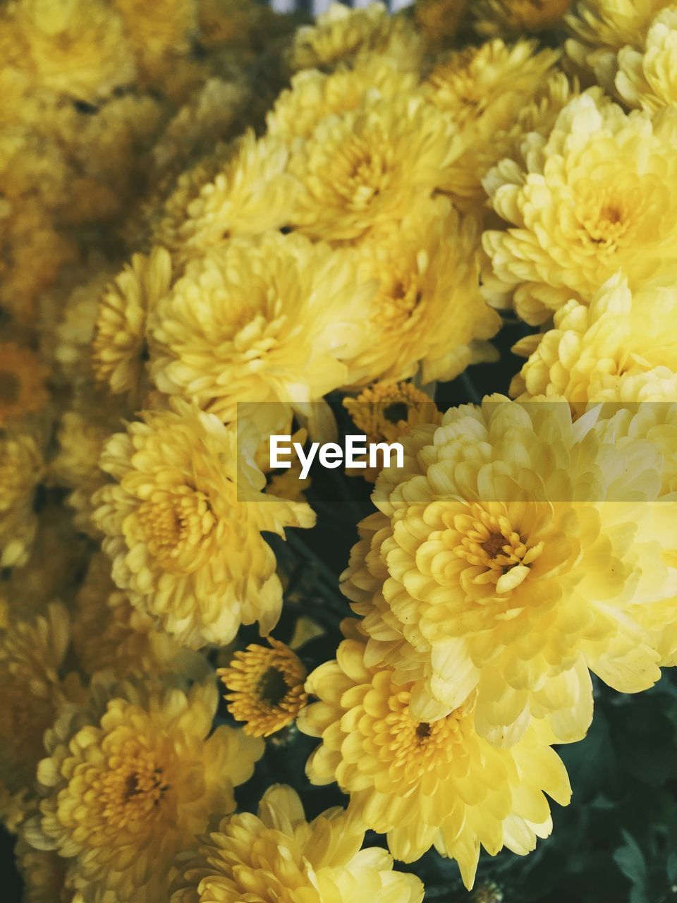 Yellow flowers in bloom