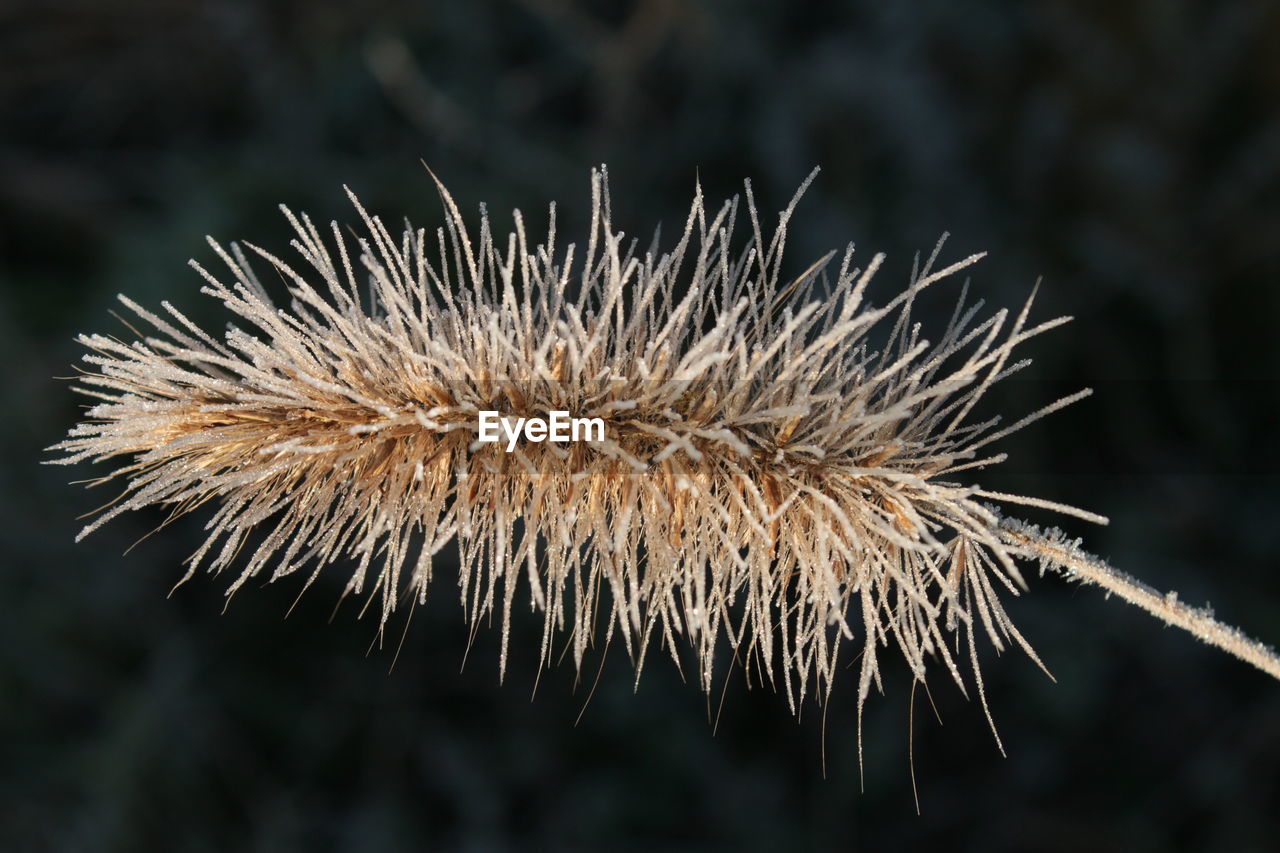 CLOSE-UP OF WILTED DANDELION