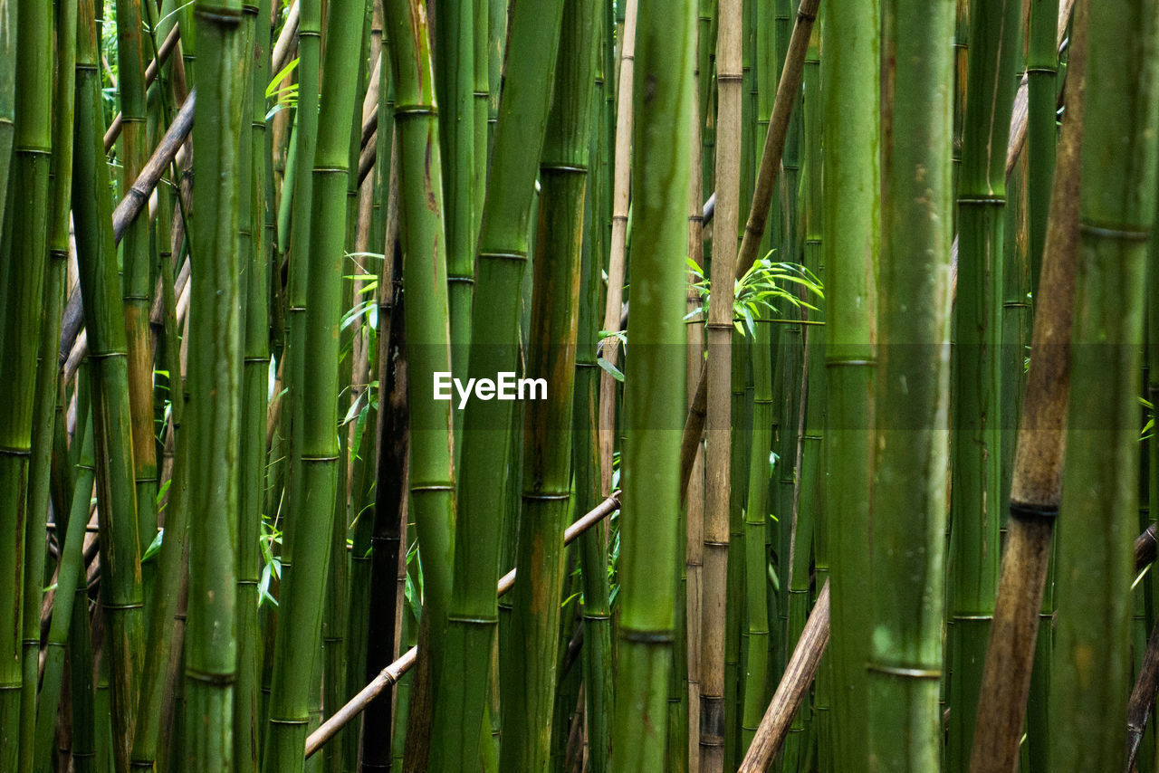 CLOSE-UP OF BAMBOO PLANT