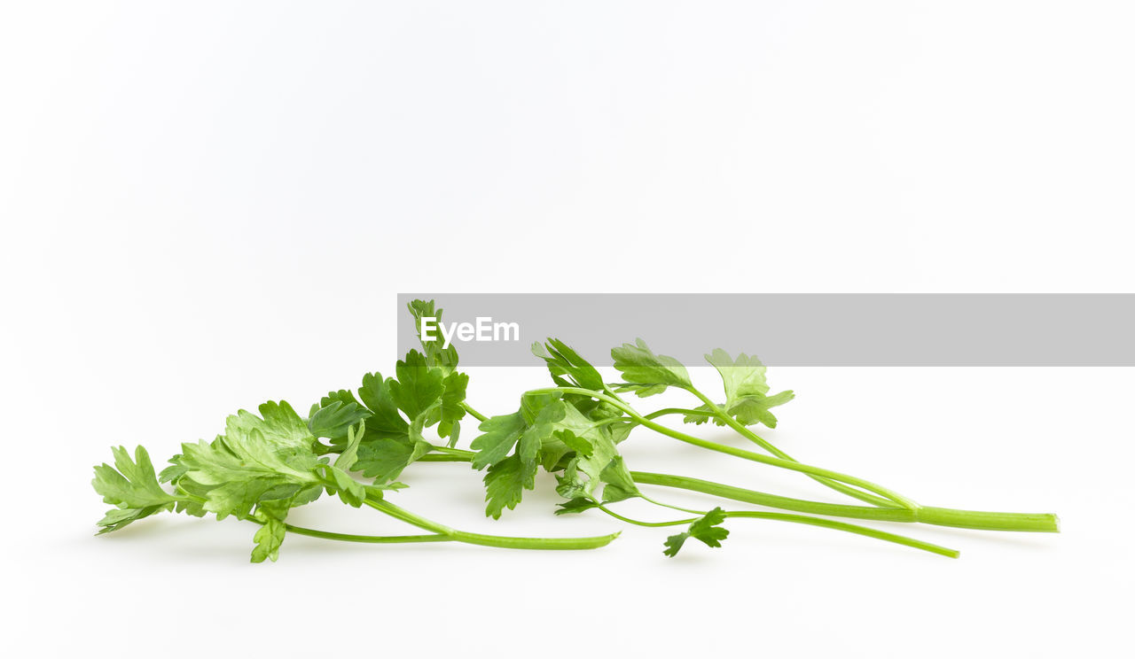 Close-up of cilantro against white background