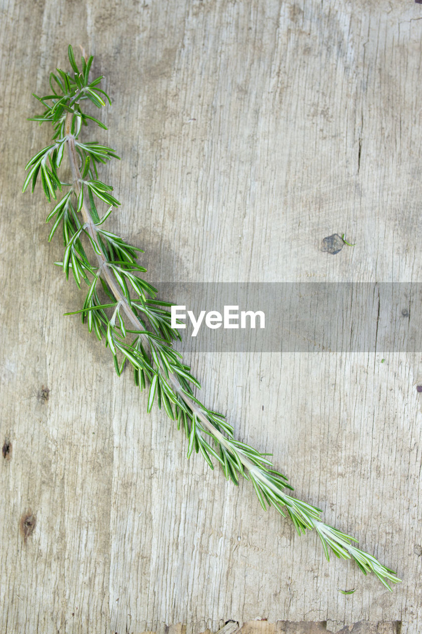 Directly above shot of rosemary on wooden table