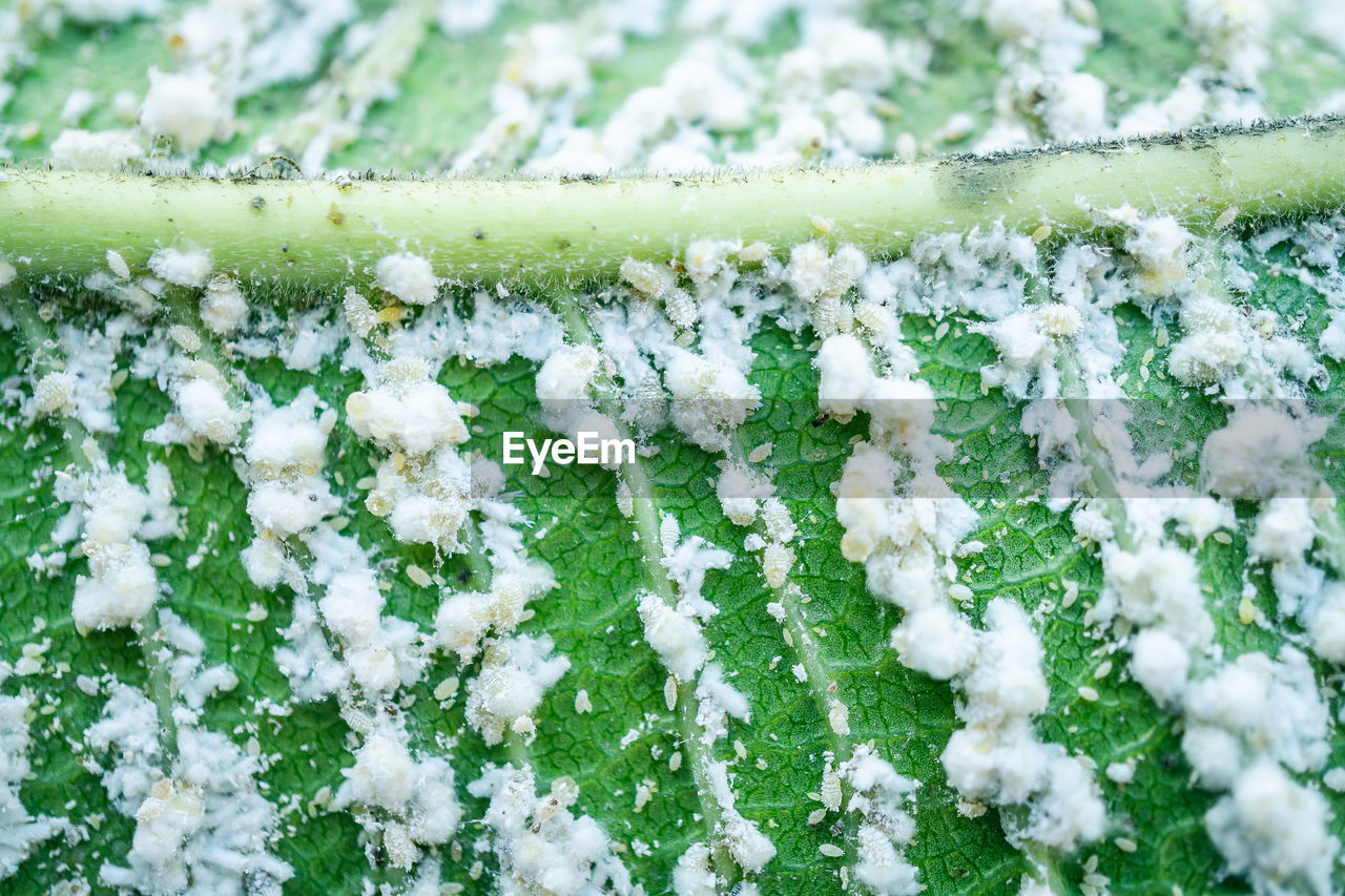 CLOSE-UP OF SNOW ON PLANTS IN FIELD